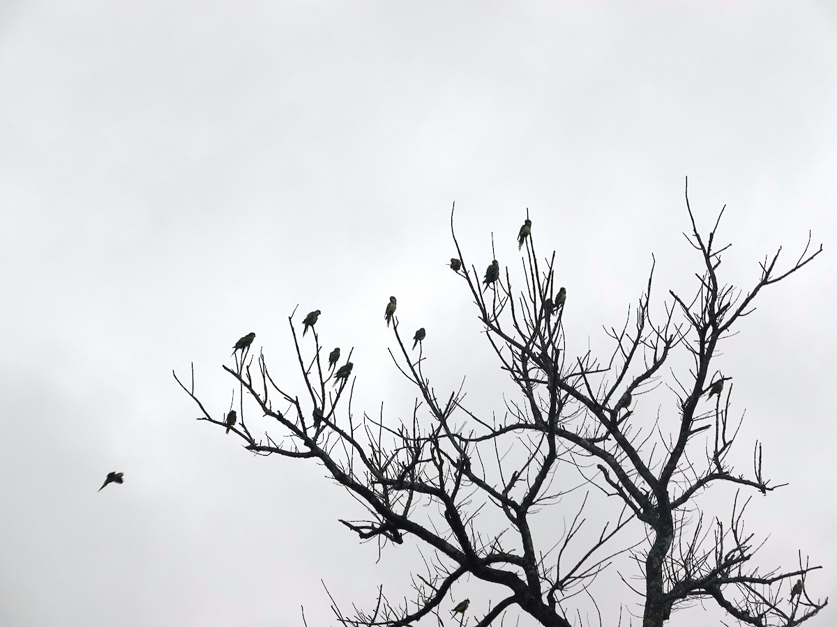 Monk Parakeet - ML634005832