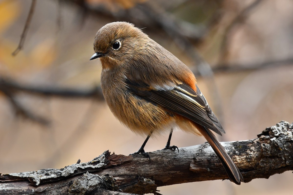 ルリビタイジョウビタキ - ML634005840