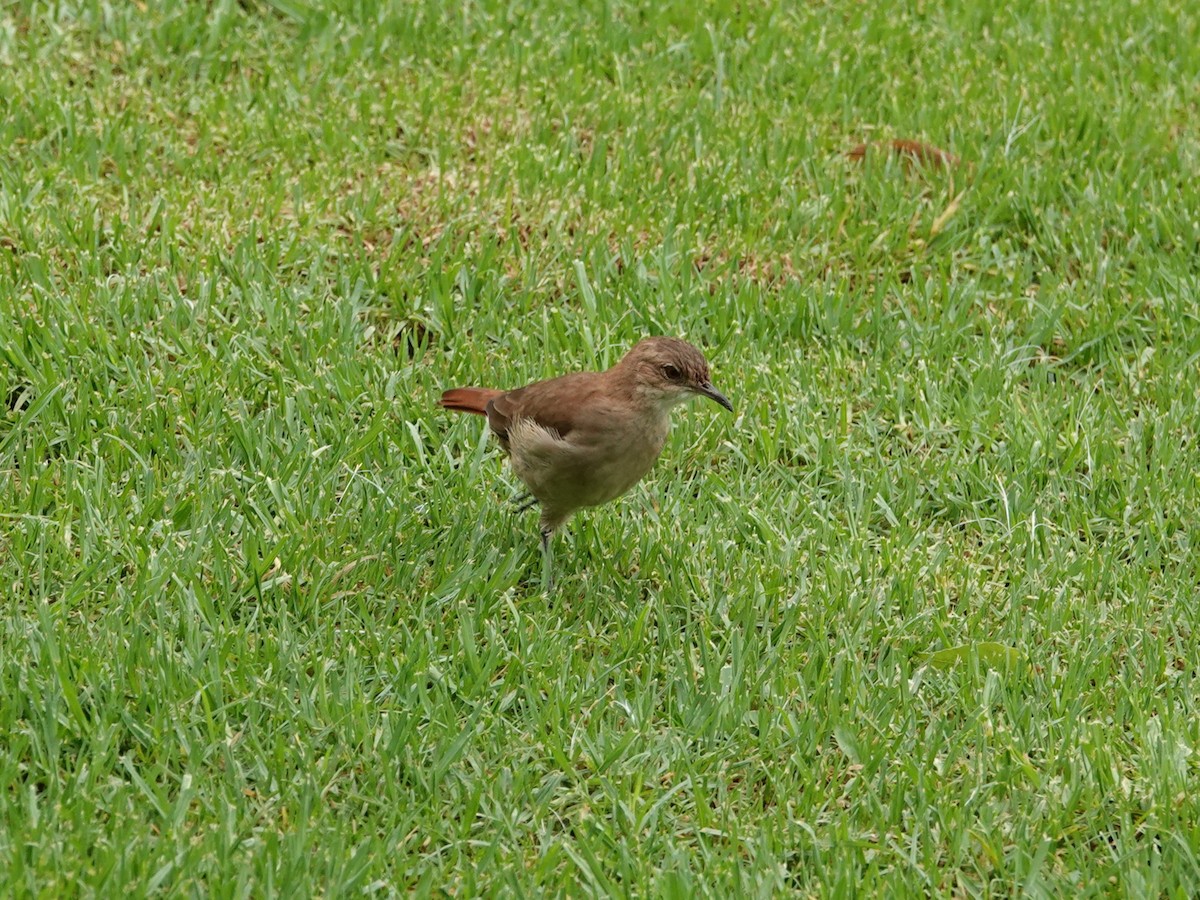 Rufous Hornero - ML634005841