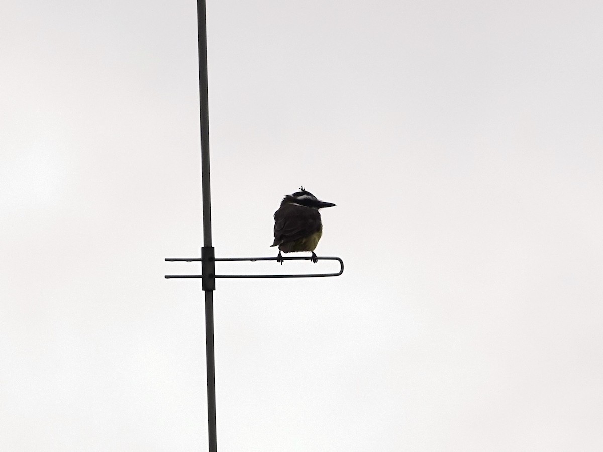 Great Kiskadee - ML634005845