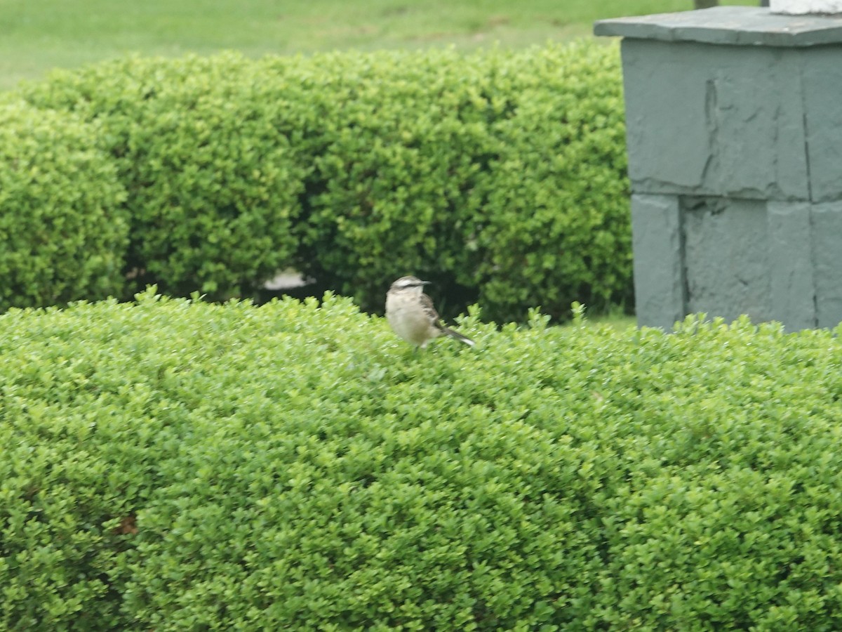 Chalk-browed Mockingbird - ML634005853