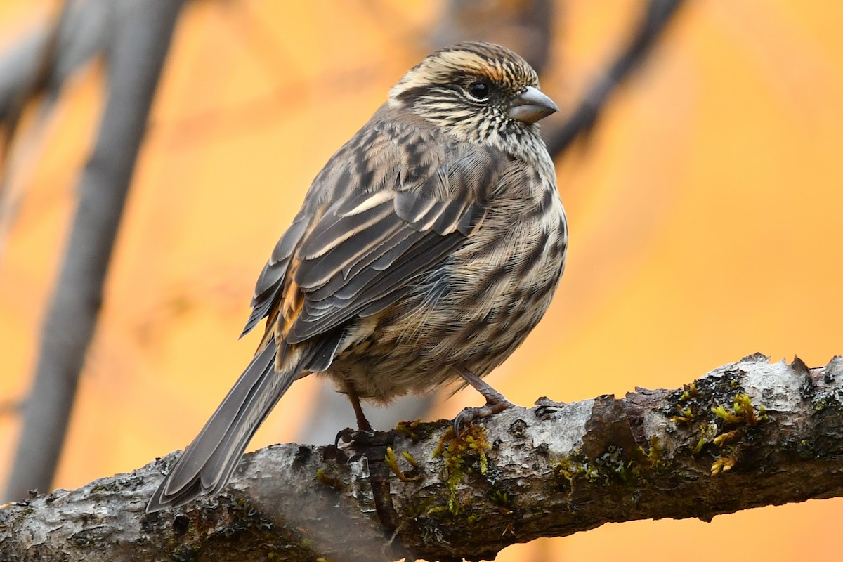 チュウゴクマミジロマシコ - ML634005870