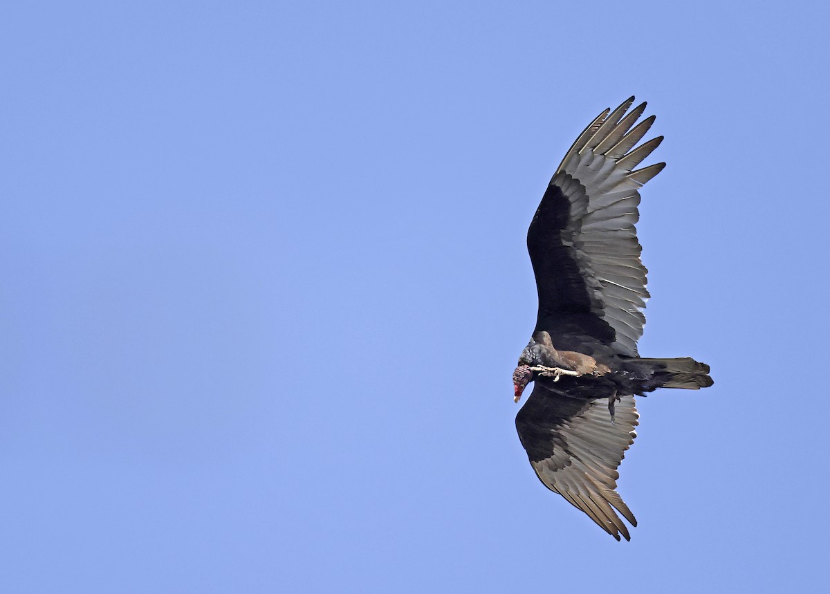 kondor krocanovitý - ML634005888