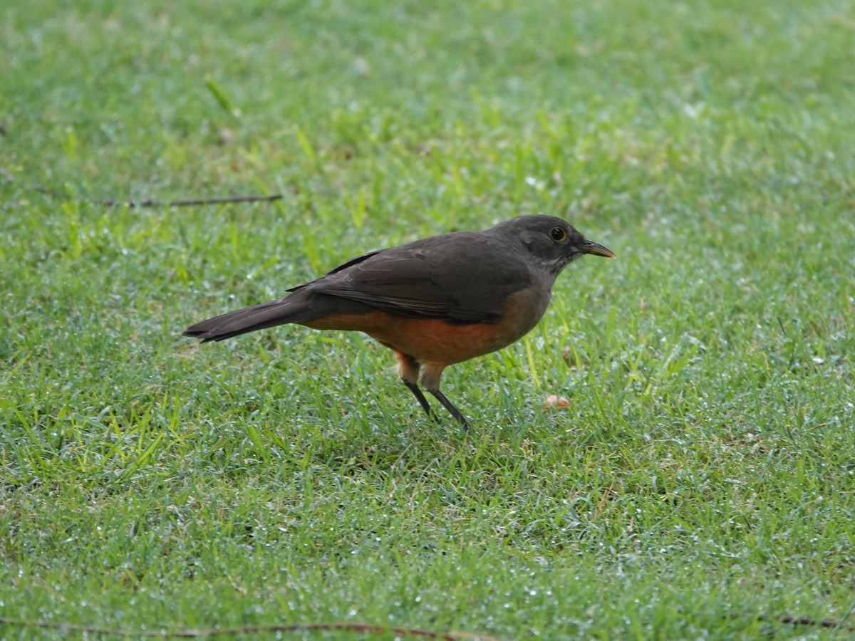 Rufous-bellied Thrush - ML634005892