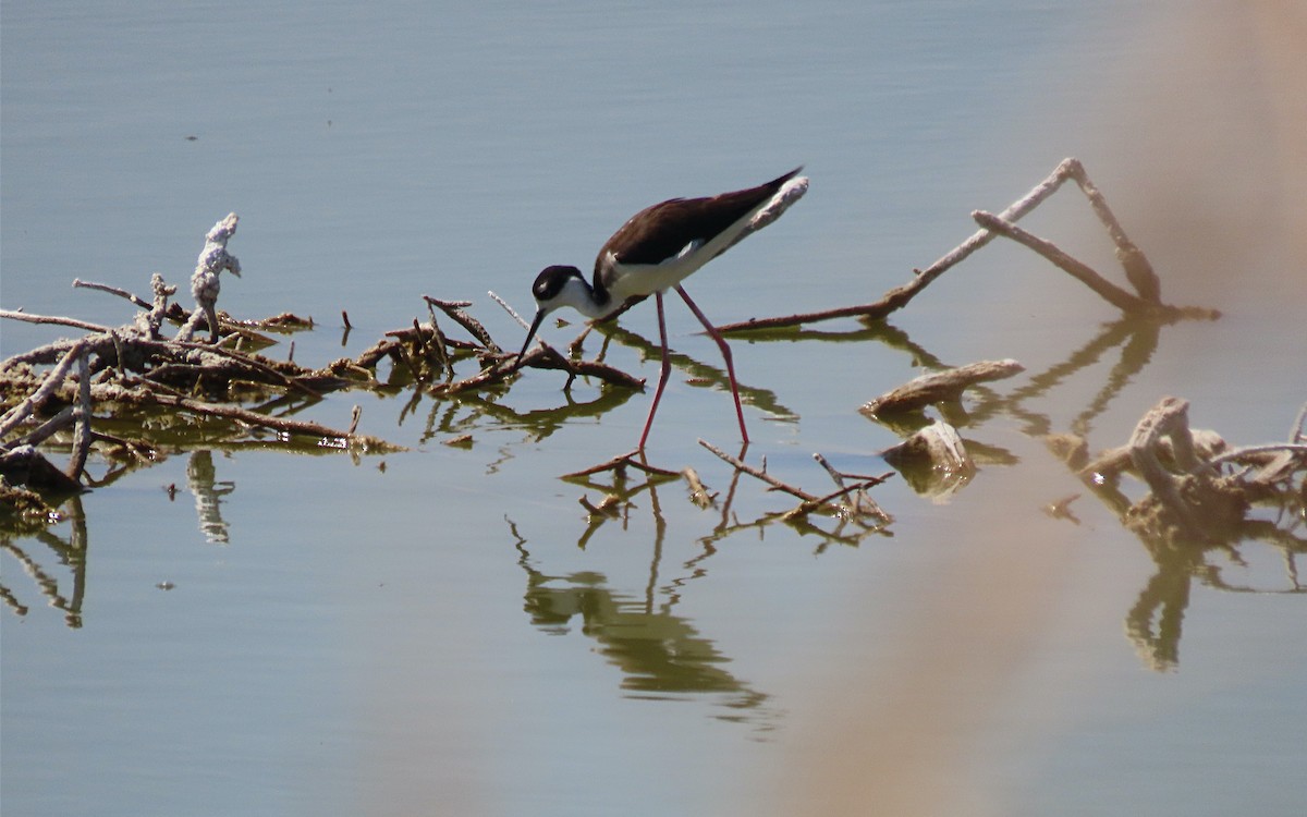 Black-necked Stilt - ML634005958