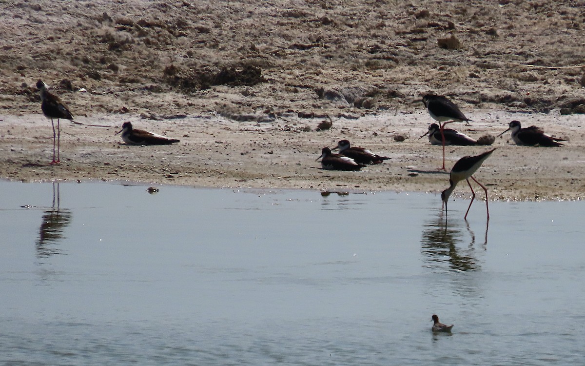 Black-necked Stilt - ML634005967