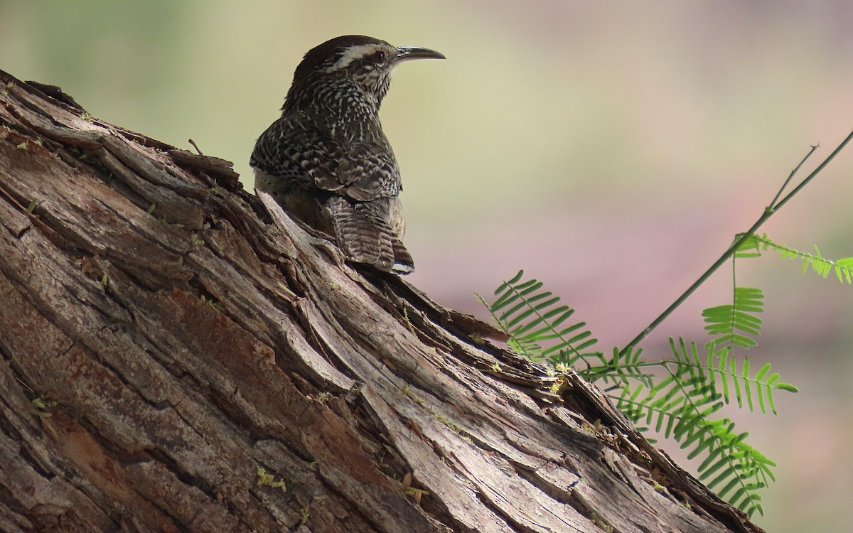 Cactus Wren - ML634005999