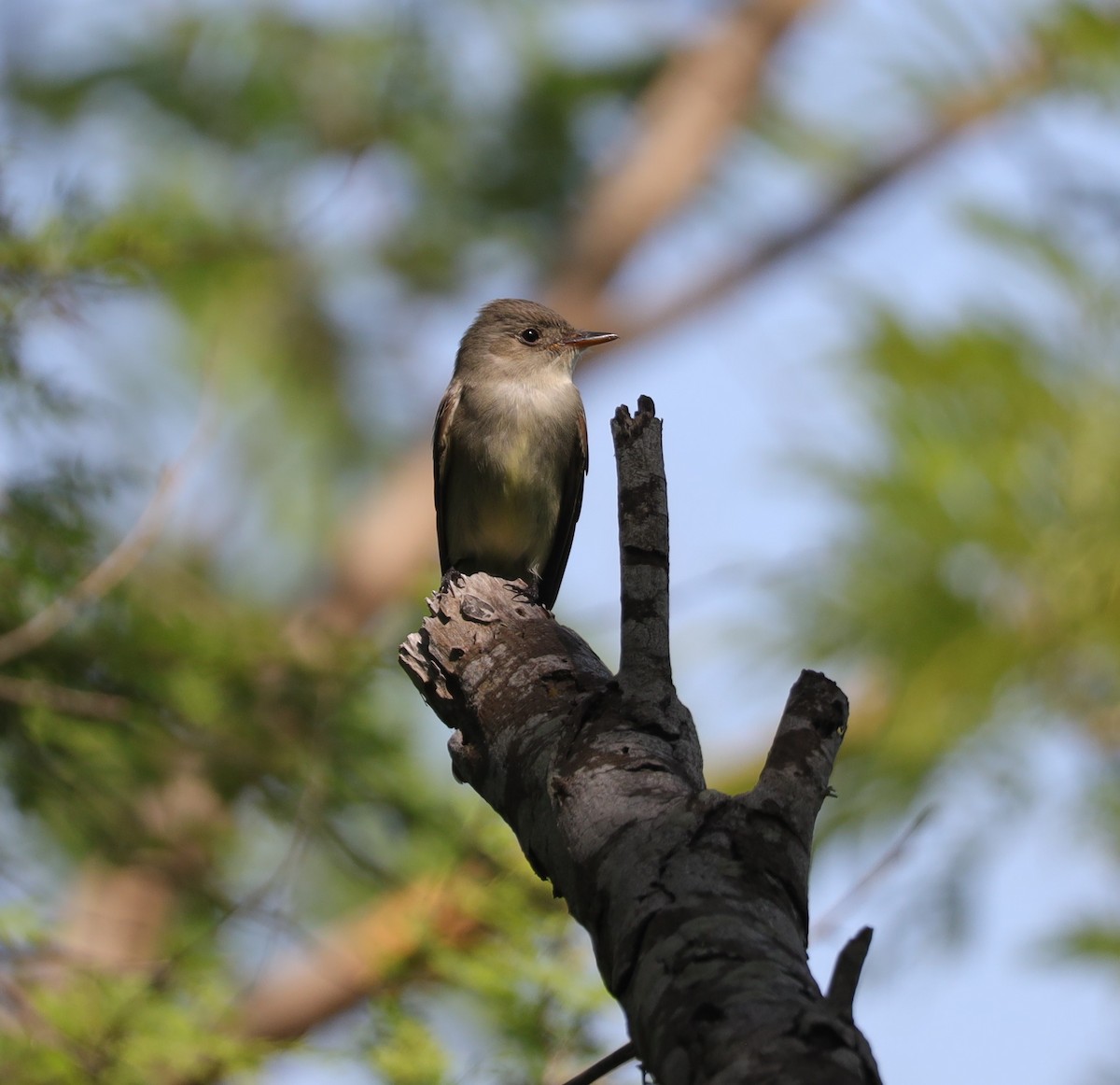 Eastern Wood-Pewee - ML634006008