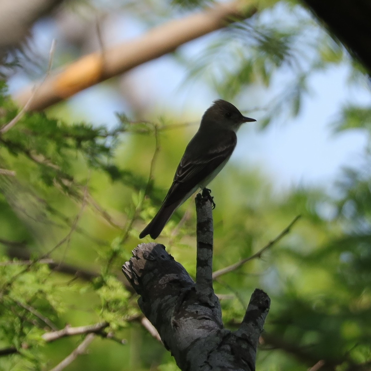 Eastern Wood-Pewee - ML634006015