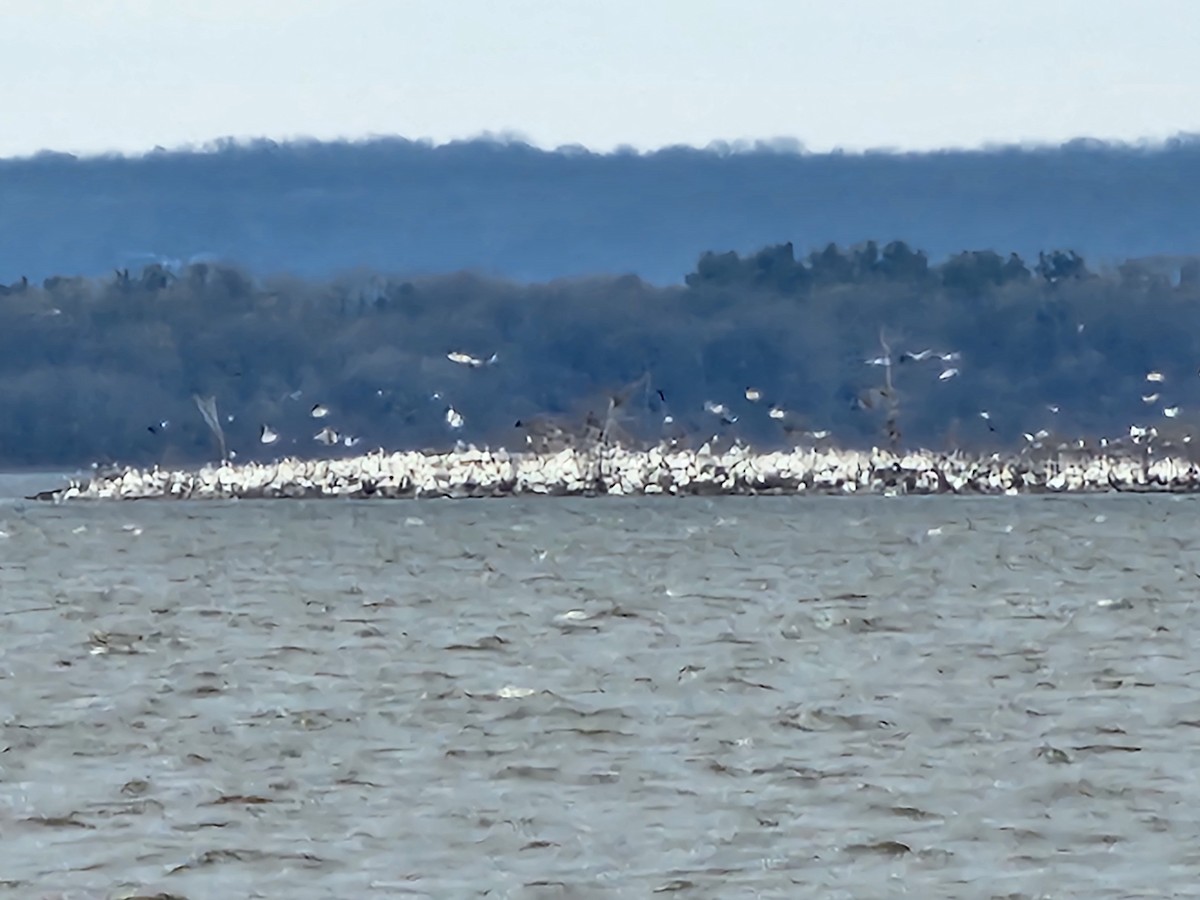 American White Pelican - ML634006040