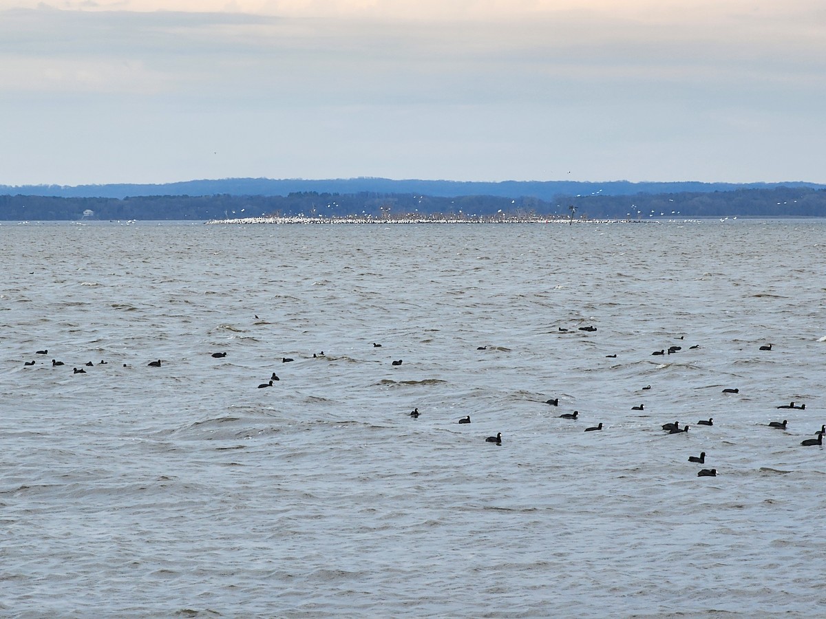 American White Pelican - ML634006041