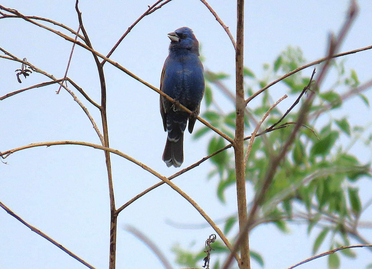 Blue Grosbeak - ML634006043