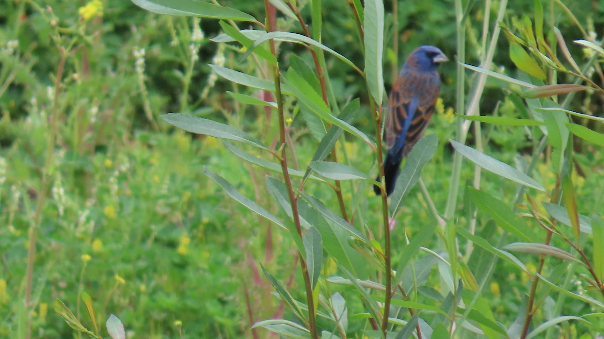 Blue Grosbeak - ML634006090