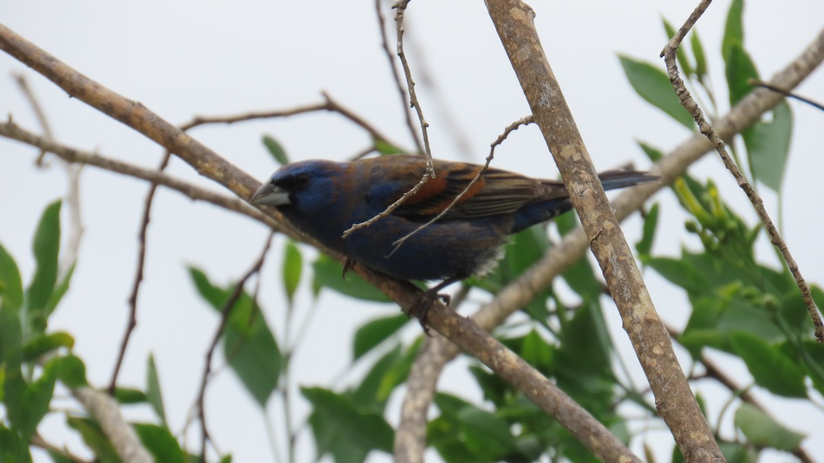 Blue Grosbeak - ML634006101
