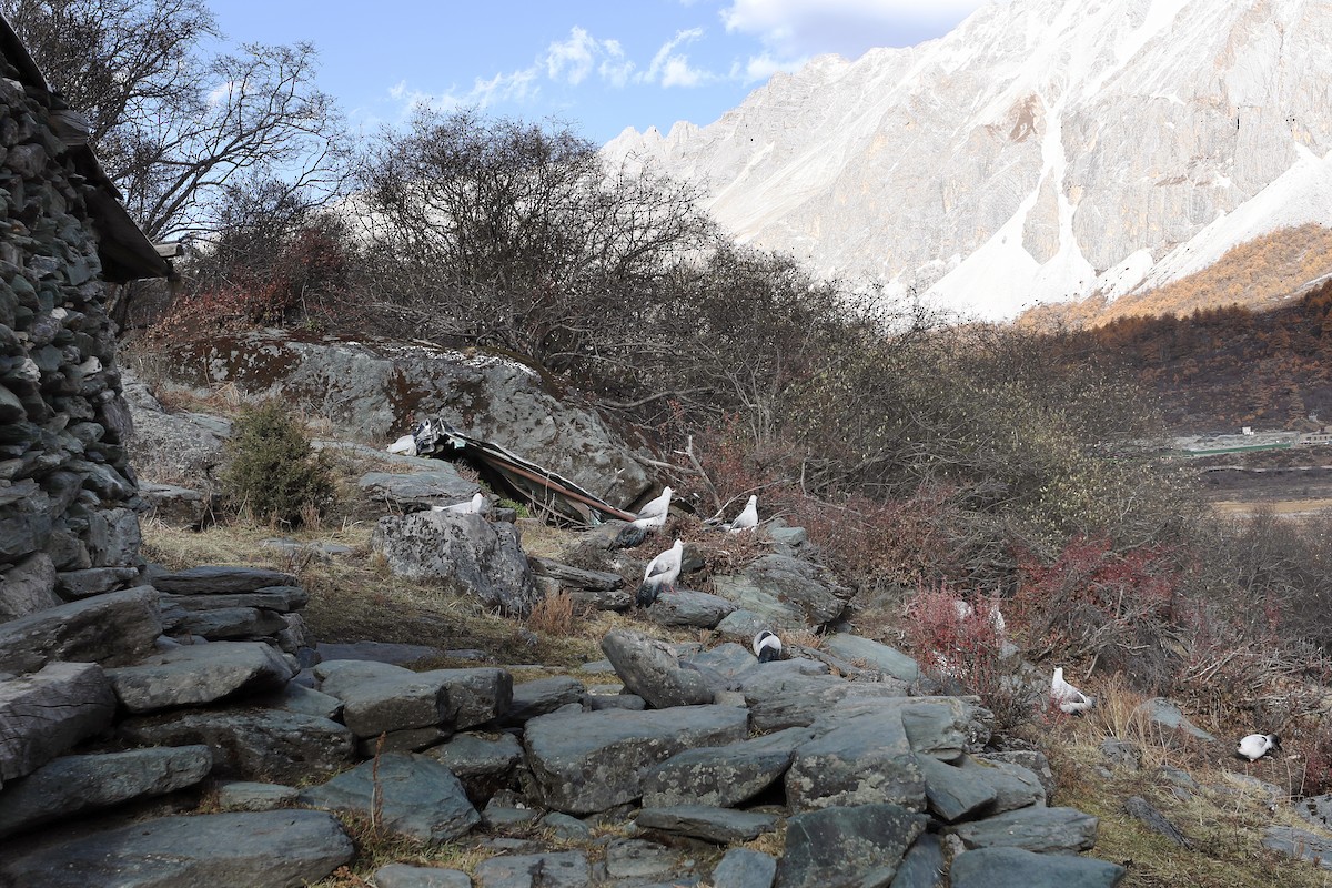 シロミミキジ - ML634006152