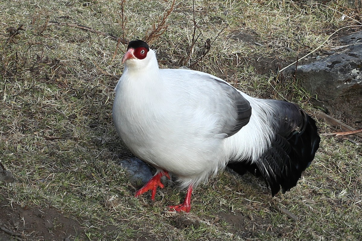 シロミミキジ - ML634006180