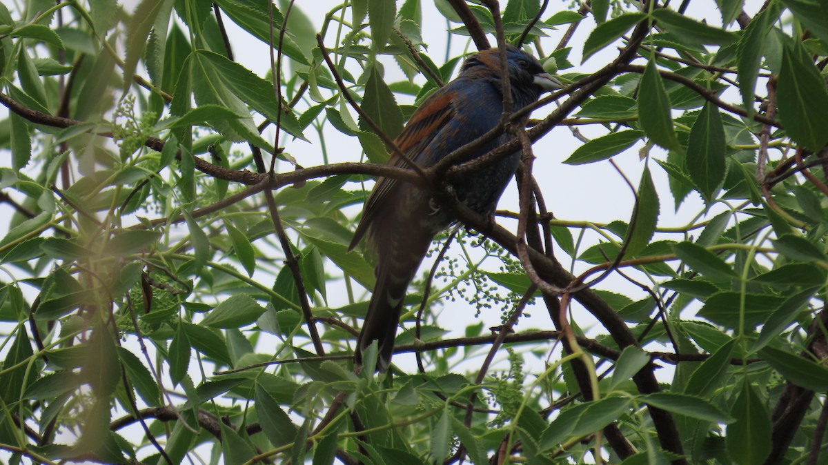Blue Grosbeak - ML634006191