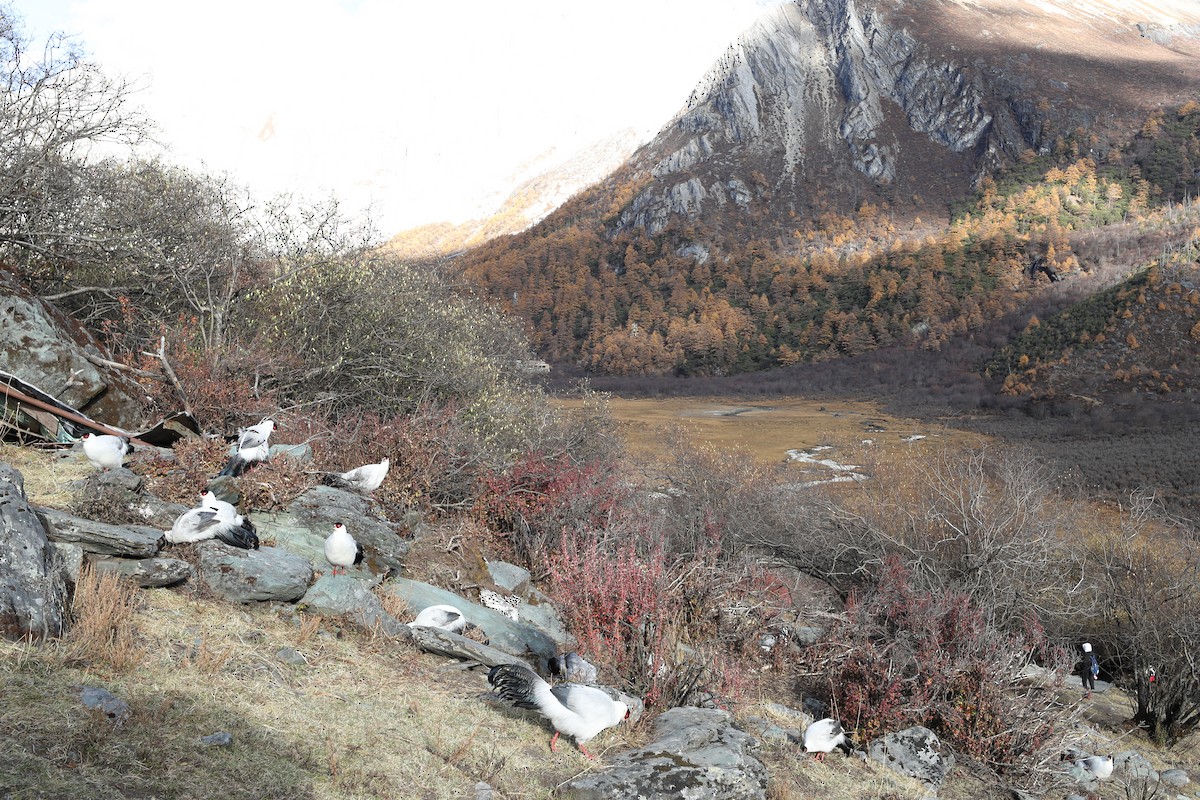 シロミミキジ - ML634006218