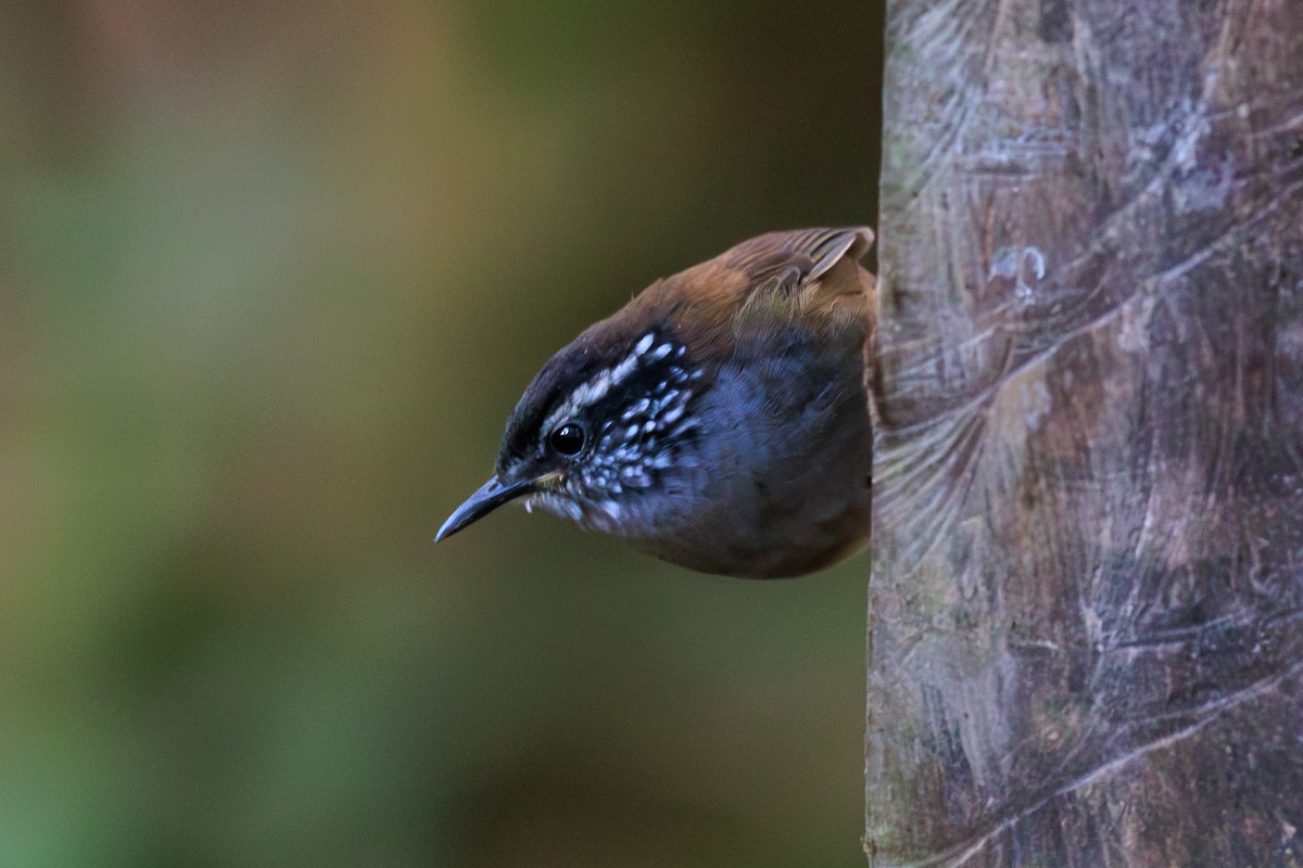 střízlík šedoprsý - ML634006232