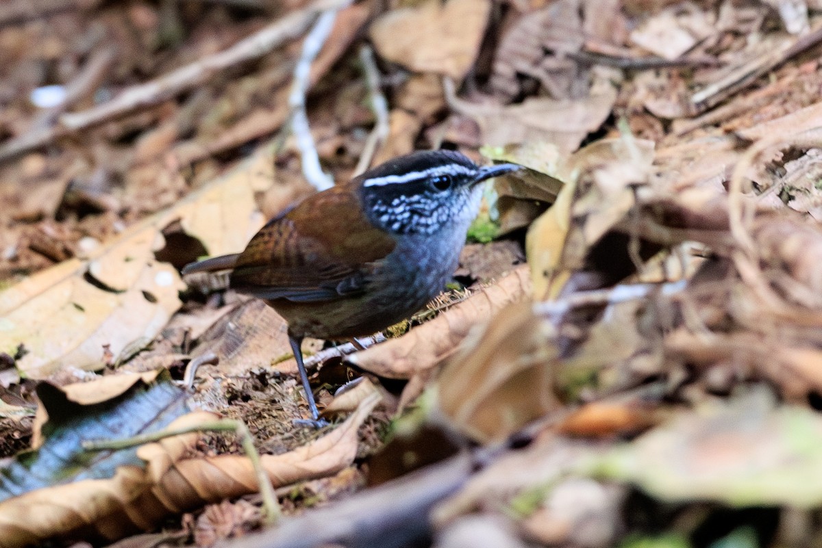 střízlík šedoprsý - ML634006233