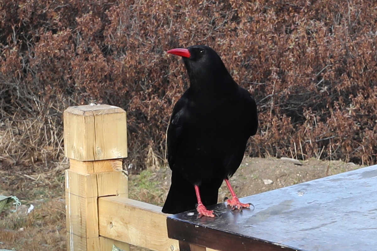 ベニハシガラス（pyrrhocorax グループ） - ML634006236