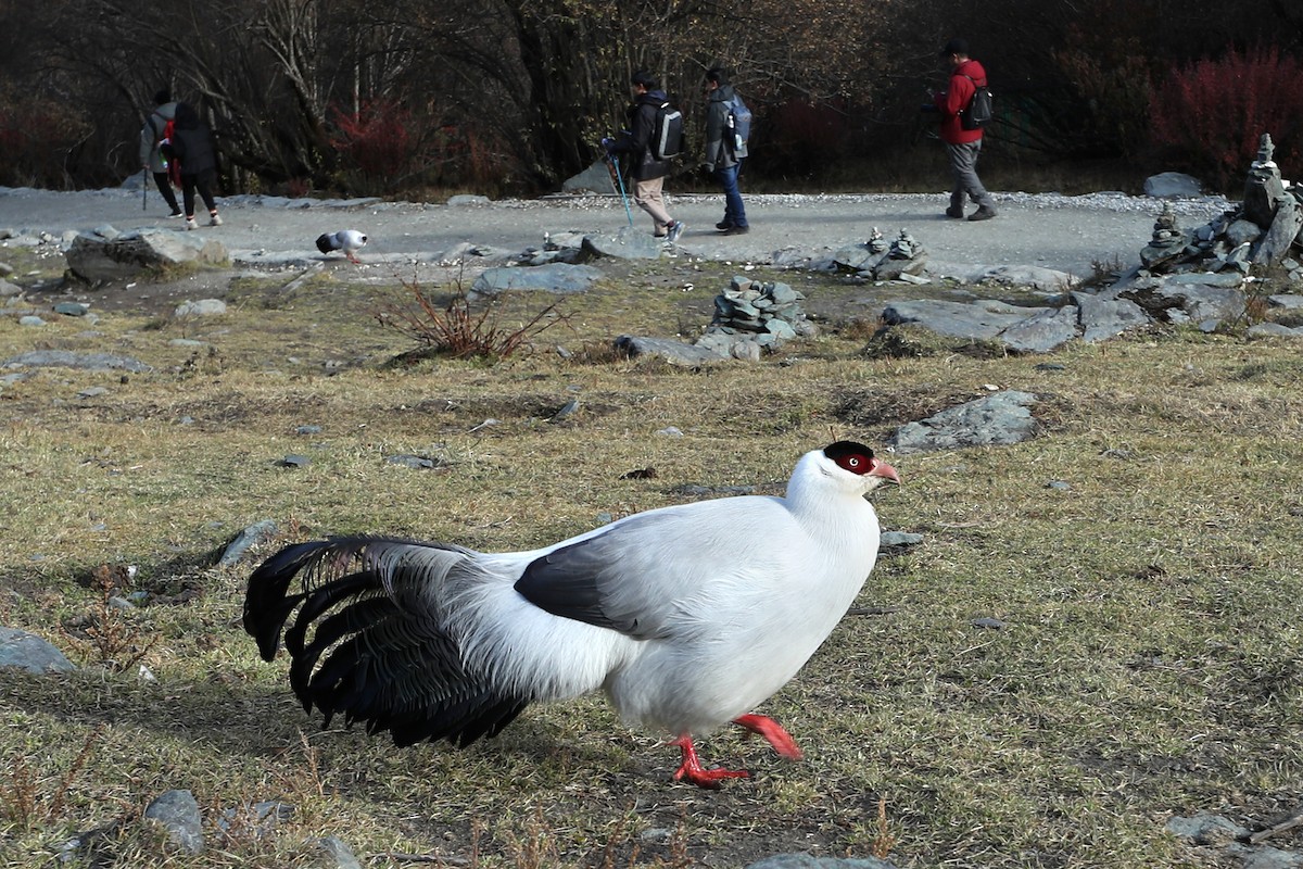 シロミミキジ - ML634006278