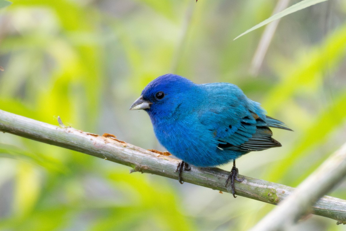 Indigo Bunting - ML634006322