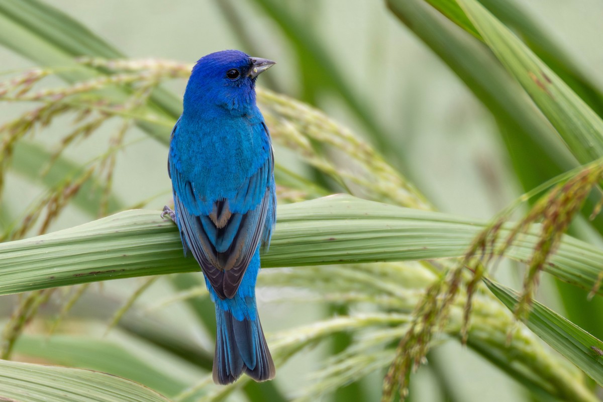 Indigo Bunting - ML634006323