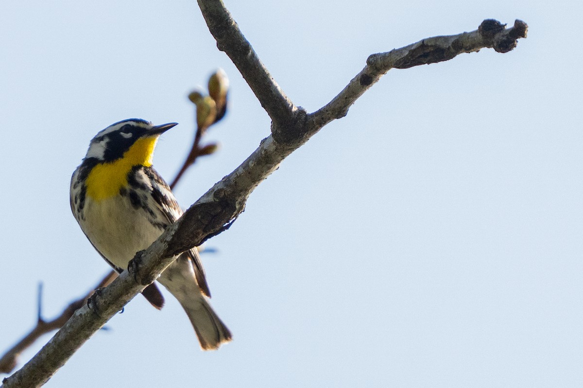 Yellow-throated Warbler - ML634006325