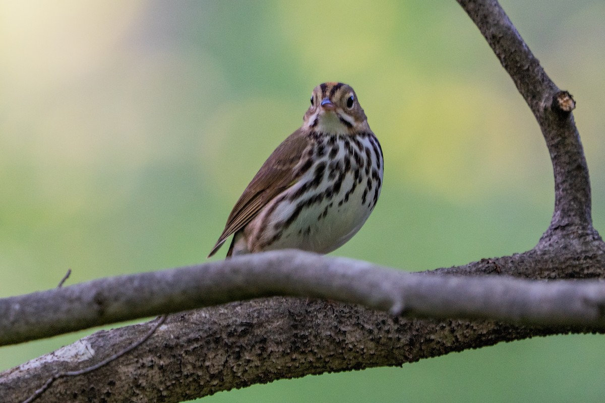 Ovenbird - ML634006343