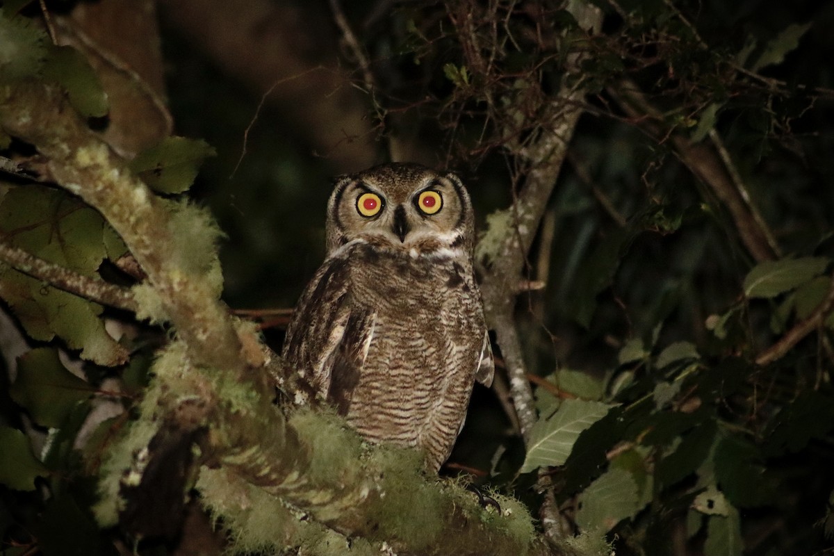 Lesser Horned Owl - ML634006410