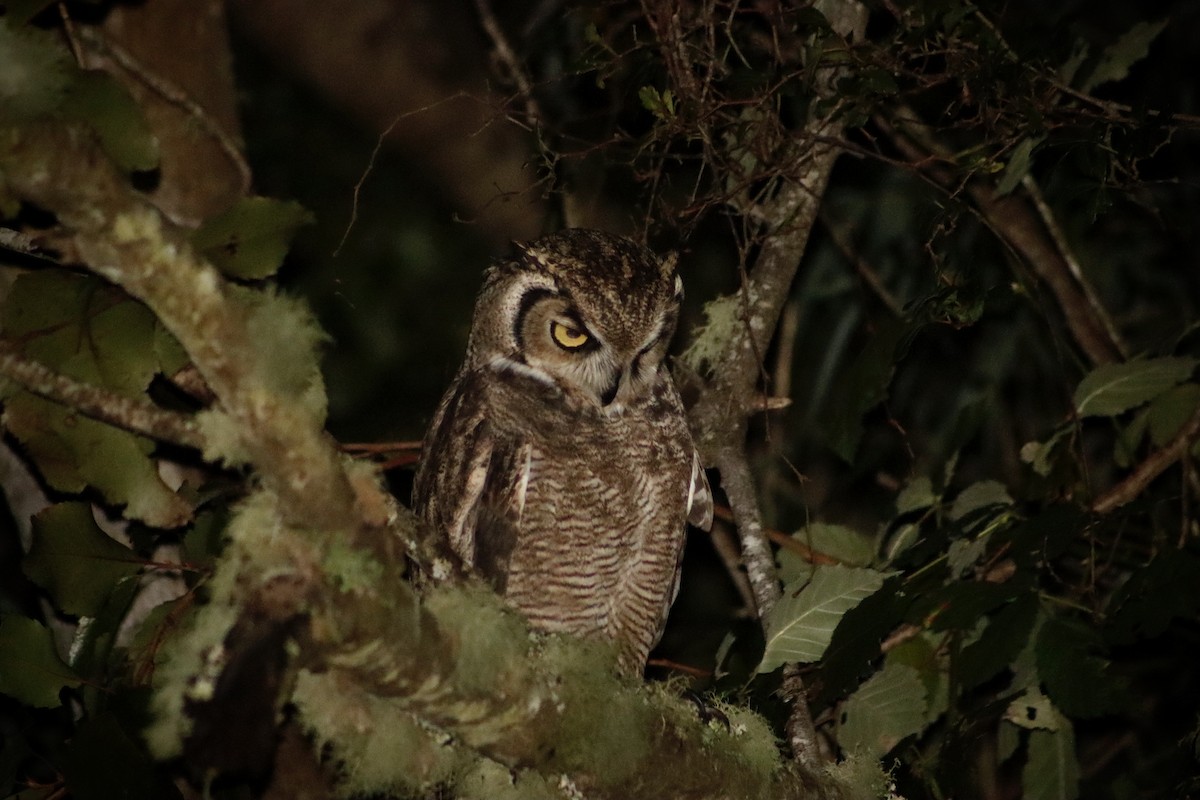 Lesser Horned Owl - ML634006411