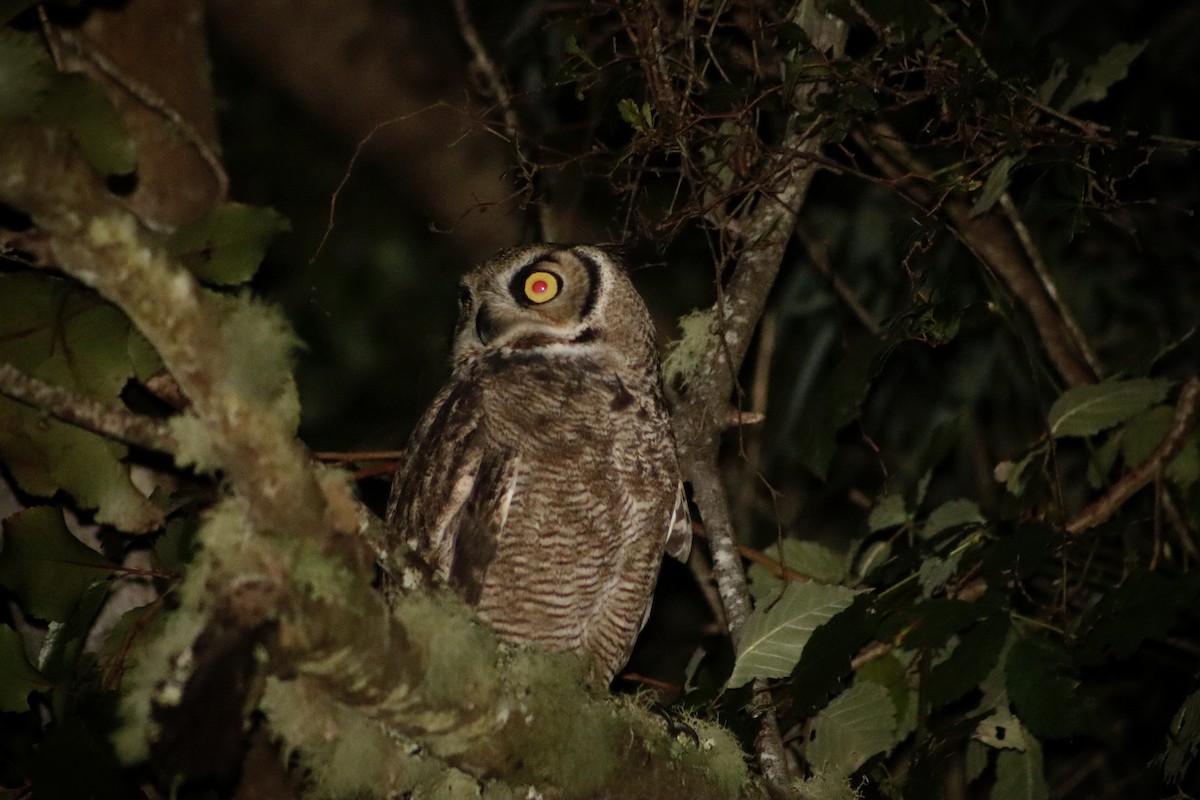 Lesser Horned Owl - ML634006412