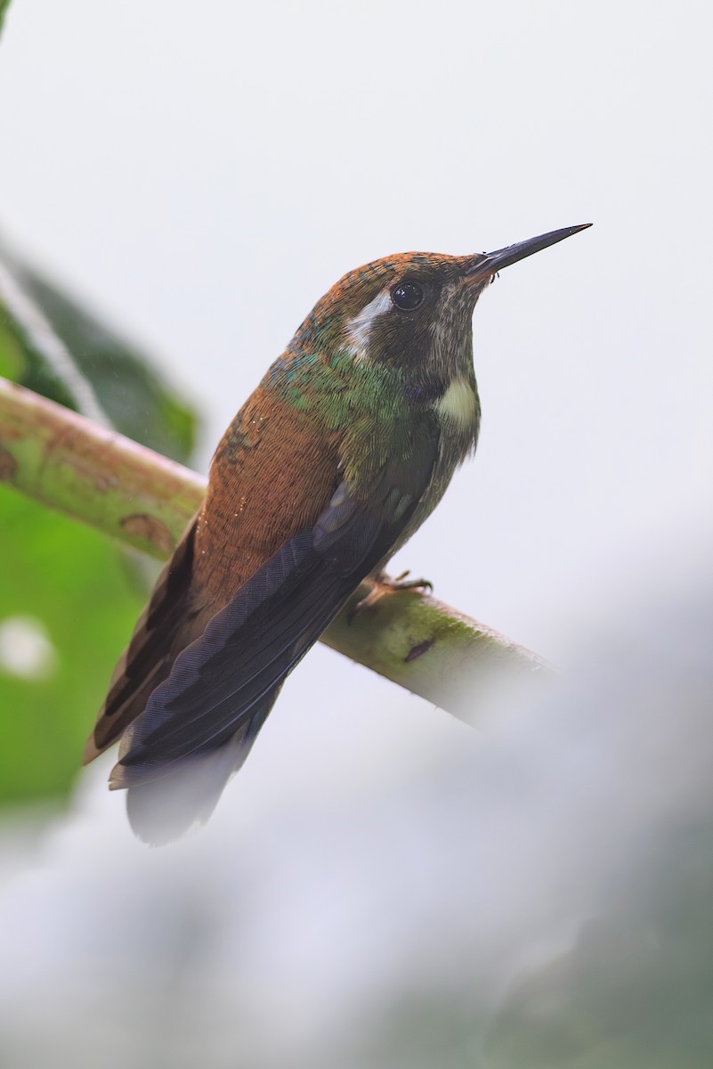 Geoffroy's Daggerbill - ML634006477