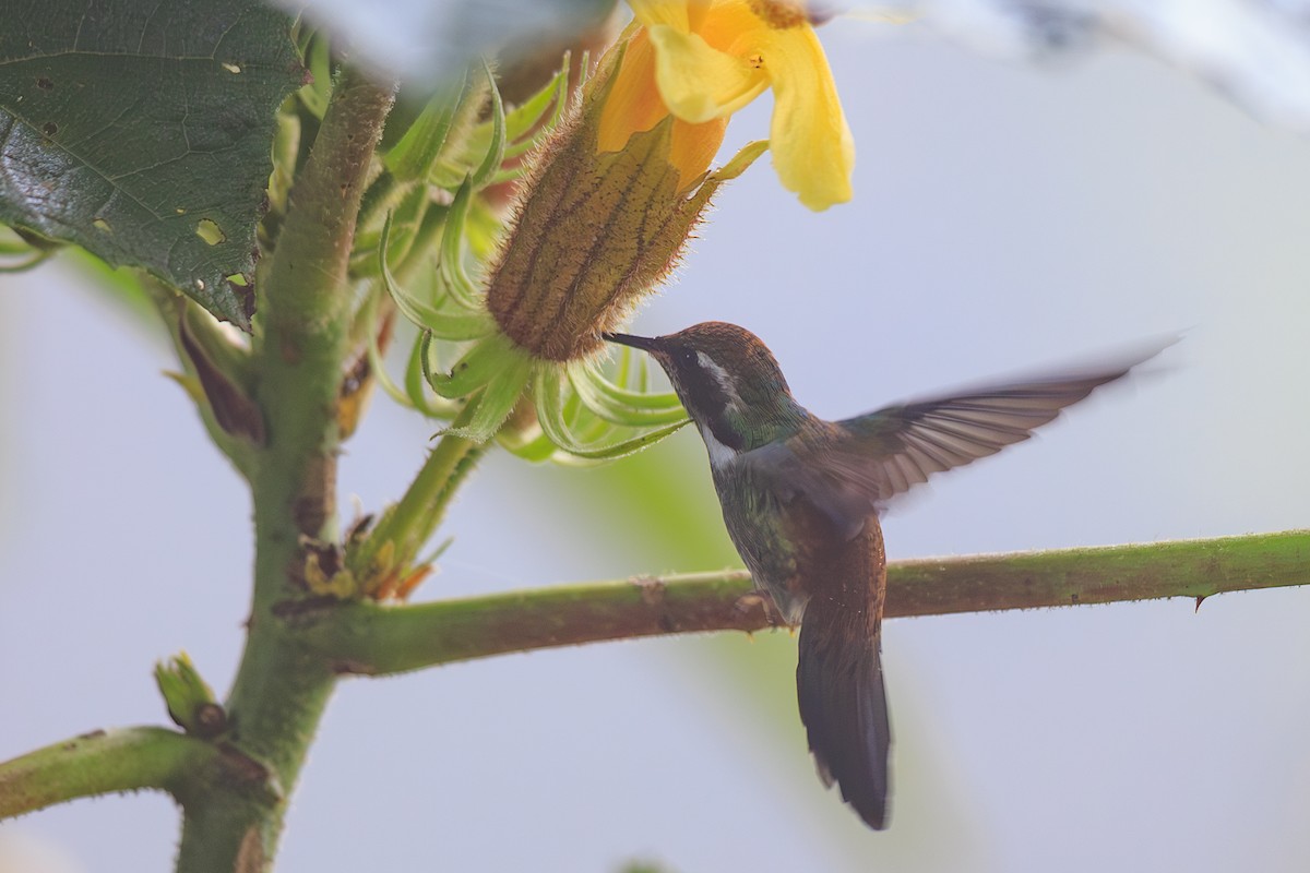 Geoffroy's Daggerbill - ML634006479