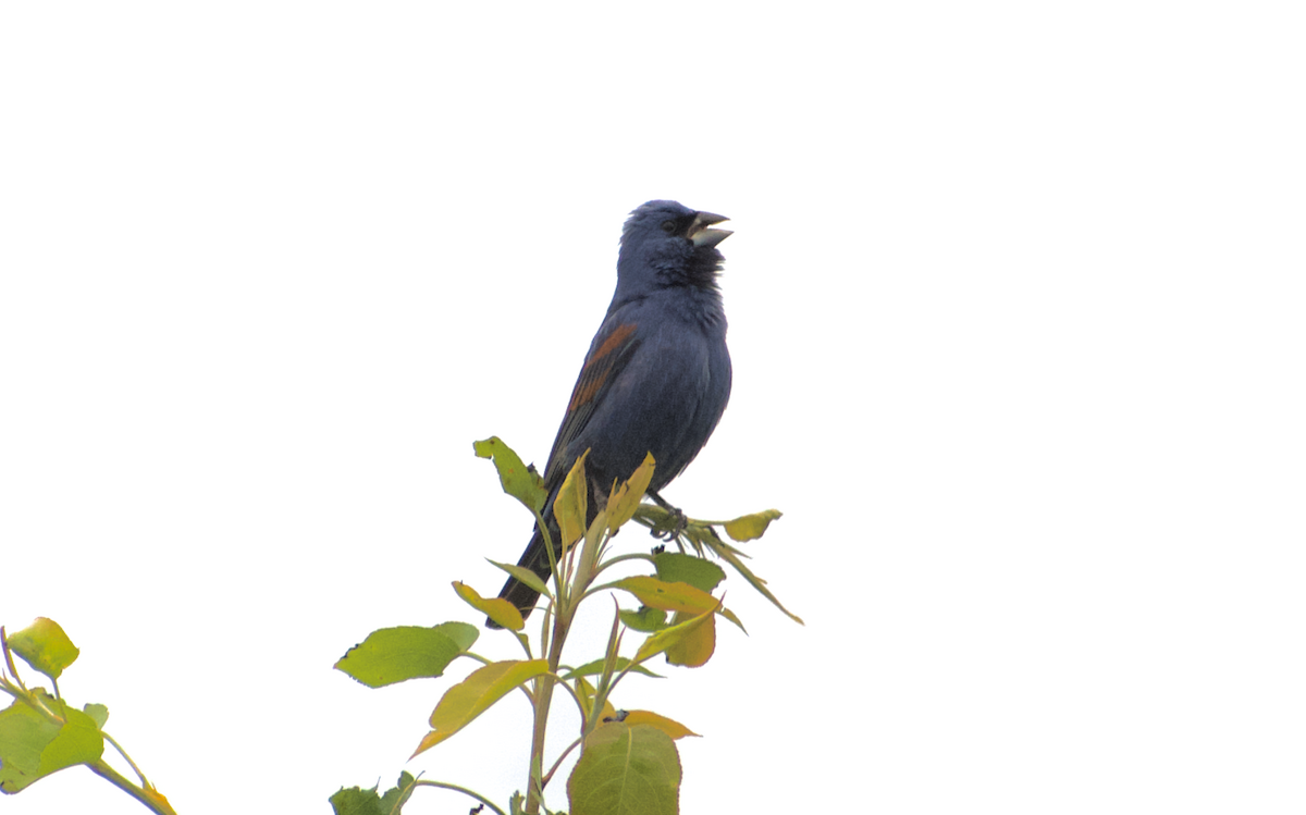 Blue Grosbeak - ML634006513