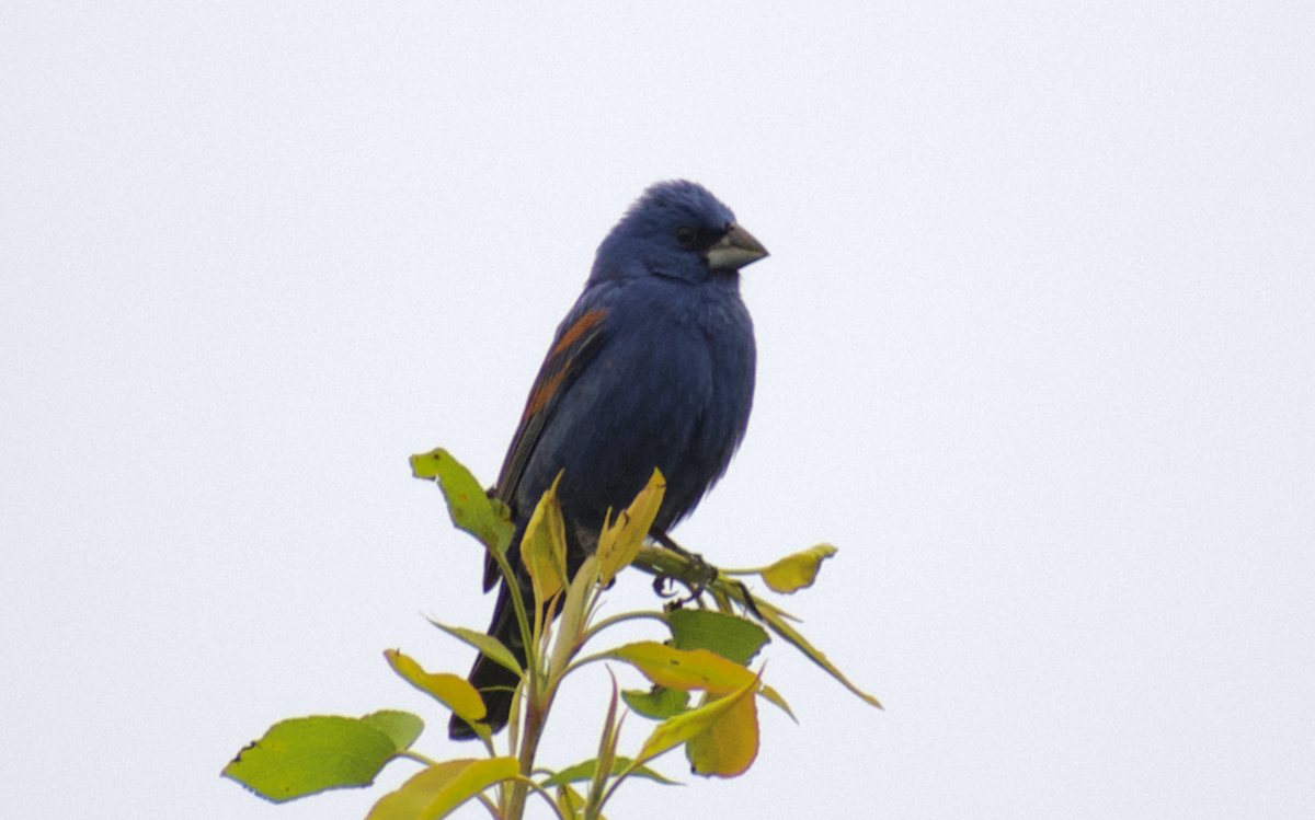 Blue Grosbeak - ML634006514