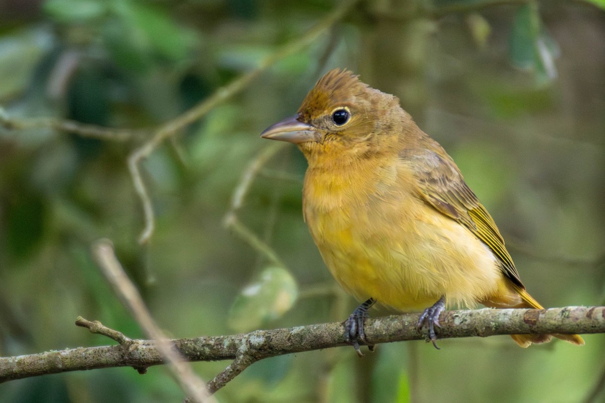 Indigo Bunting - ML634006601