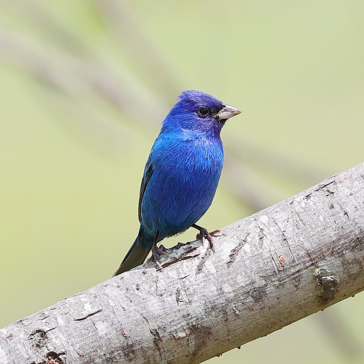 Indigo Bunting - ML634006652