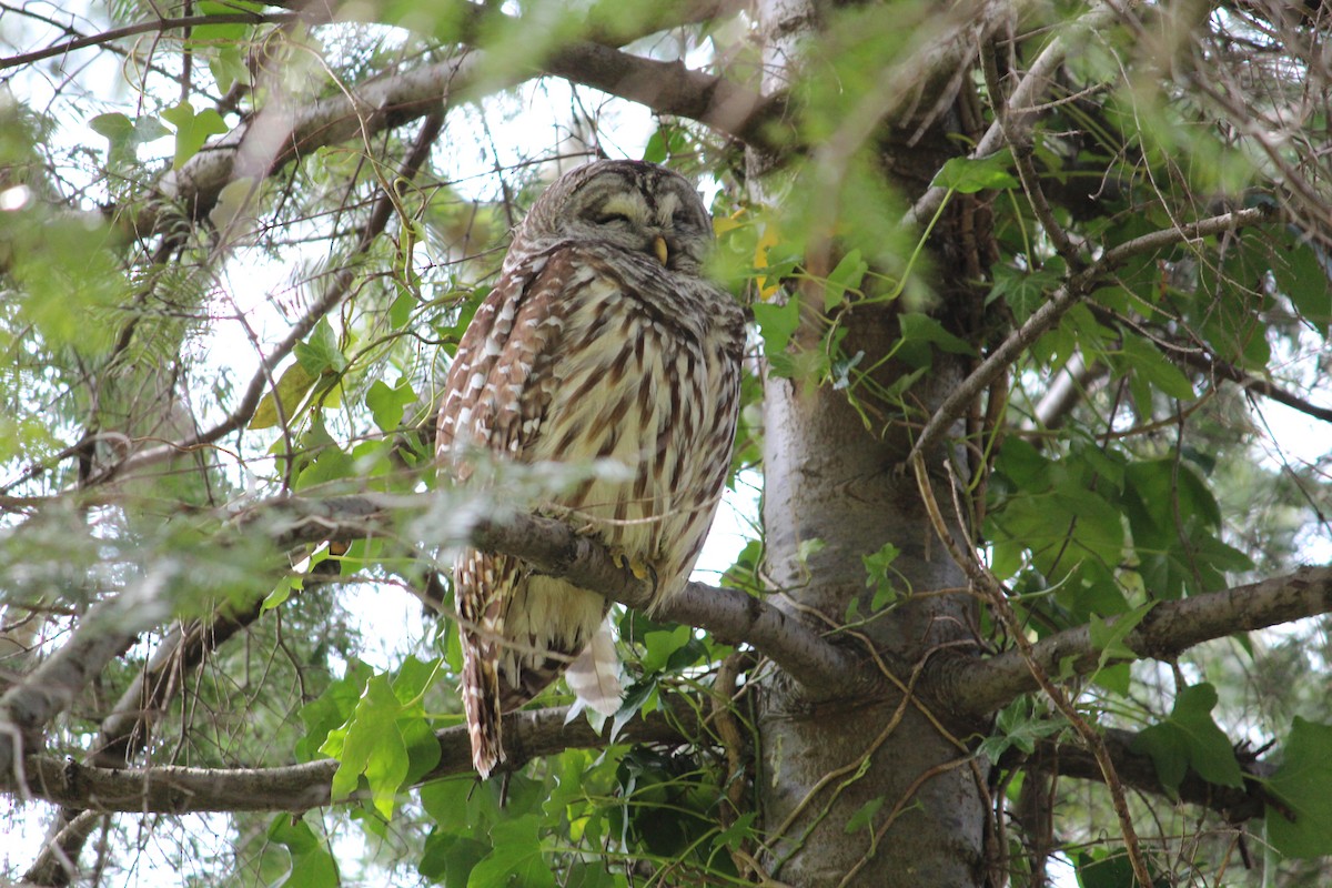 Barred Owl - ML634006848