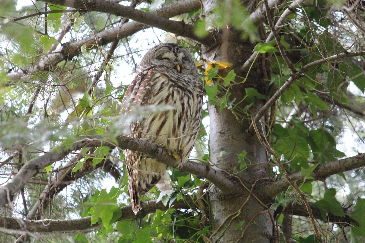 Barred Owl - ML634006852