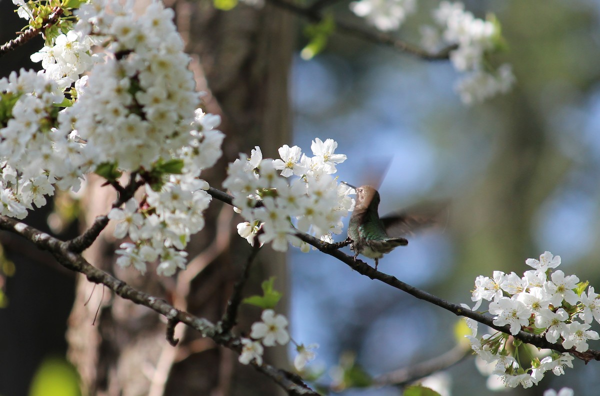 Anna's Hummingbird - ML634006948