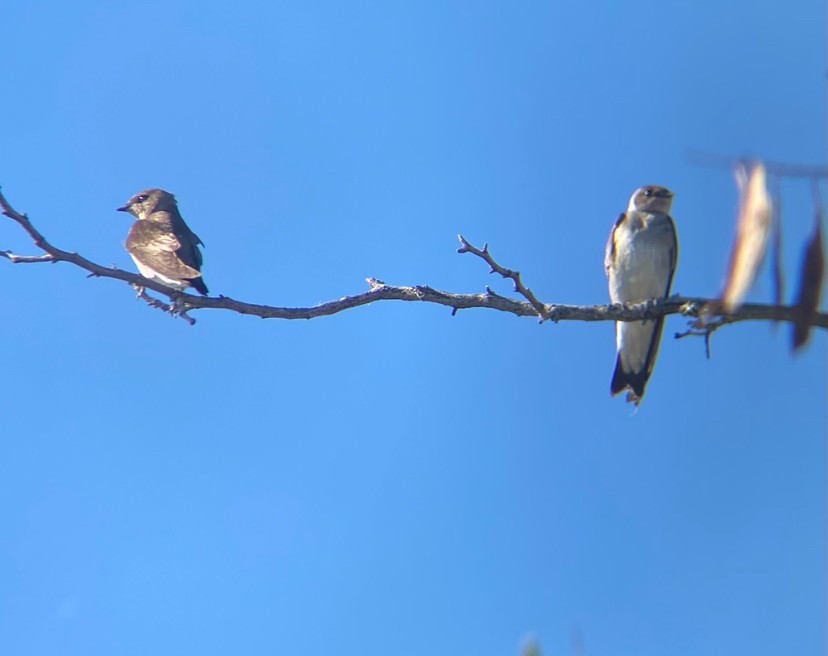 Northern Rough-winged Swallow - ML634006998