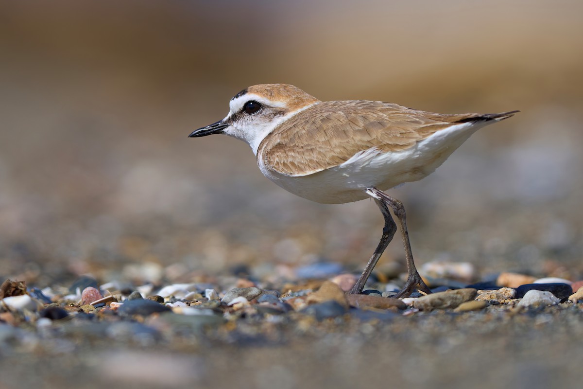 Kentish Plover - ML634007058