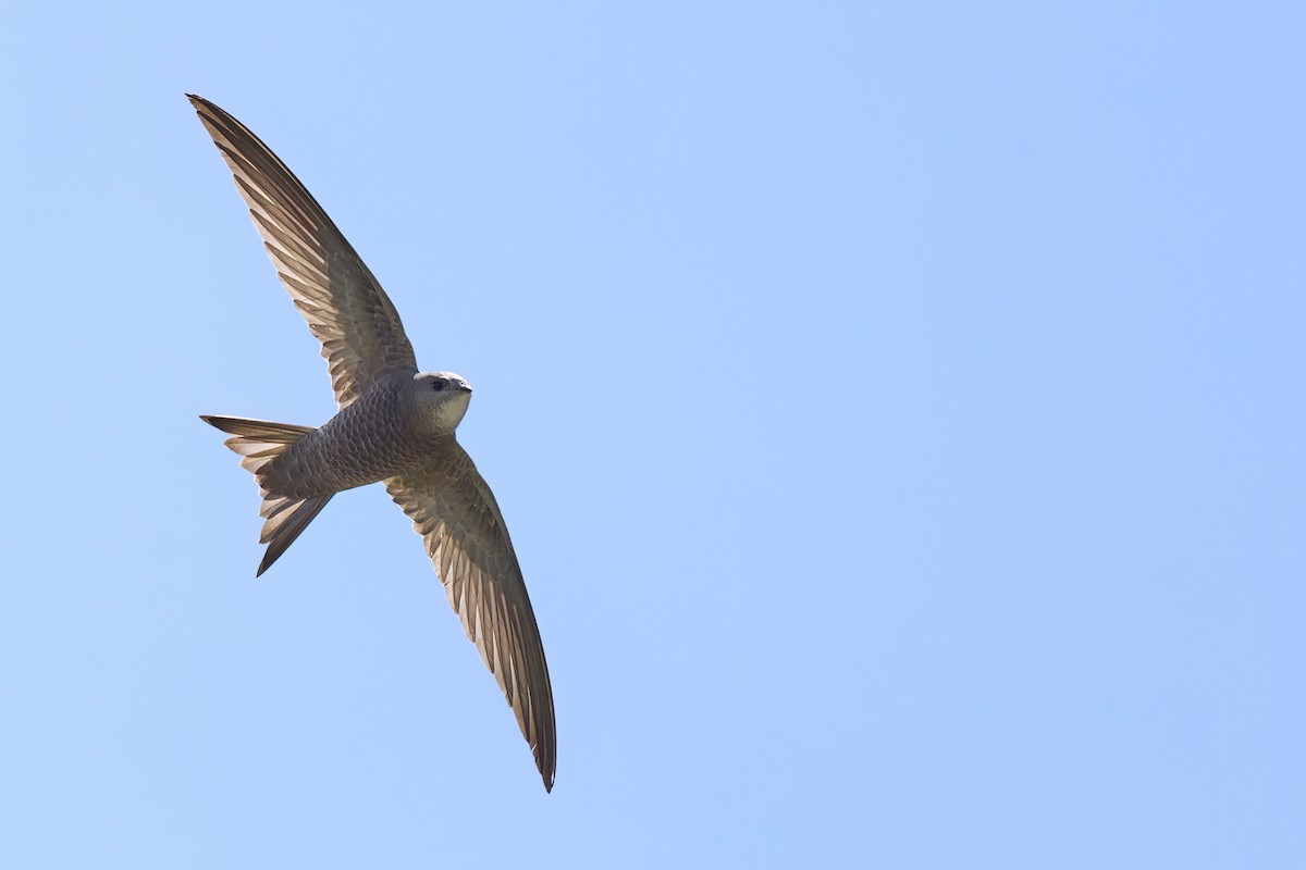 Pallid Swift - ML634007080