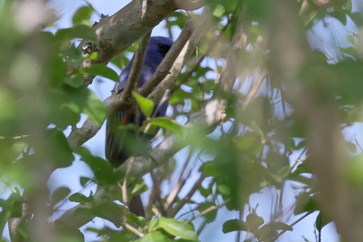 Blue Grosbeak - ML634007102
