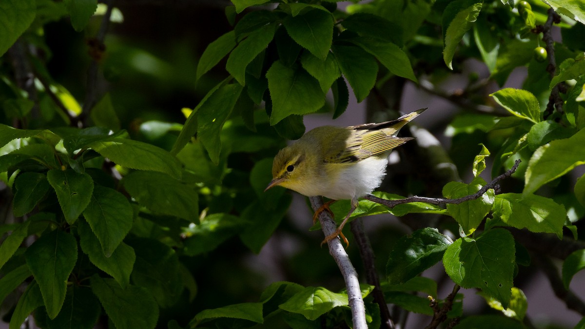 budníček lesní - ML634007132