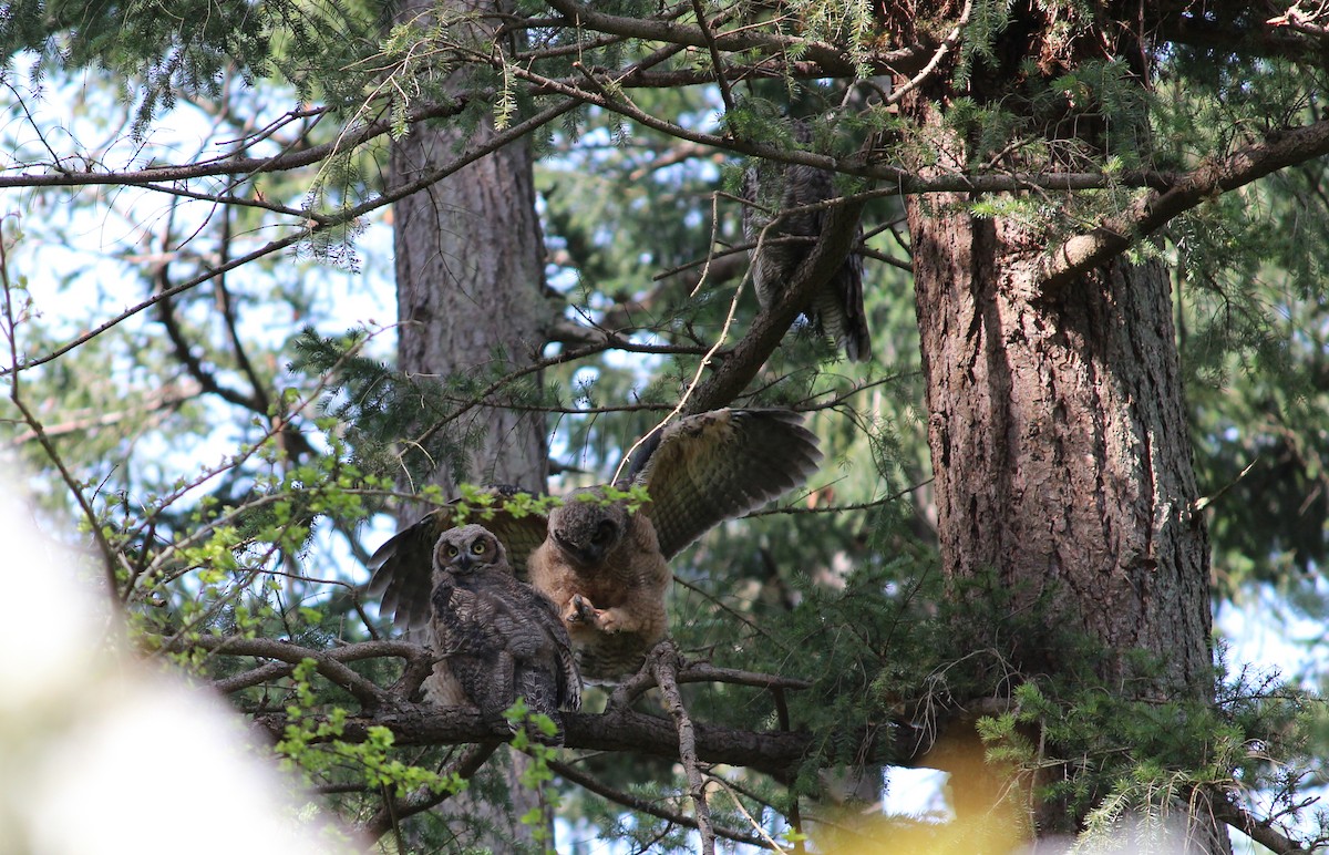 Great Horned Owl - ML634007134