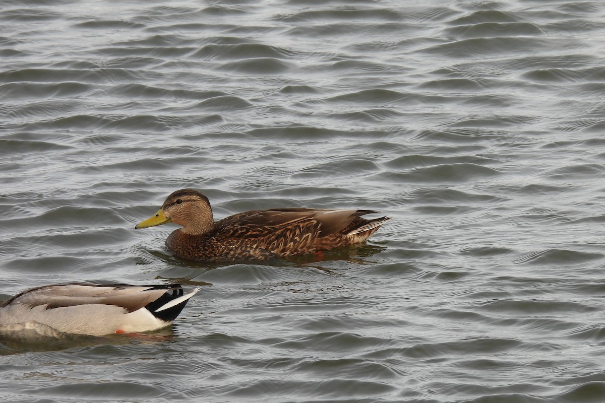 Mexican Duck - ML634007136