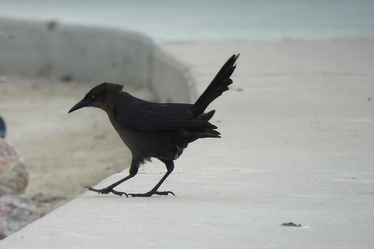 Great-tailed Grackle - ML634007139